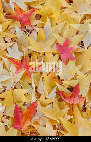 Texturé de couleur jaune et rouge feuilles en automne Banque D'Images