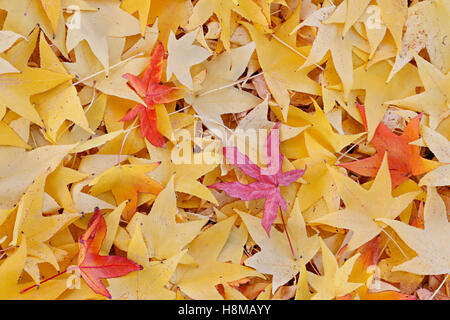 Texturé de couleur jaune et rouge feuilles en automne Banque D'Images