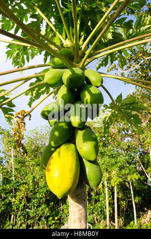 Pawpaw tree, Anaike, Niue, le Pacifique Sud, l'Océanie Banque D'Images