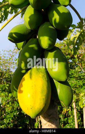 Pawpaw tree, Anaike, Niue, le Pacifique Sud, l'Océanie Banque D'Images