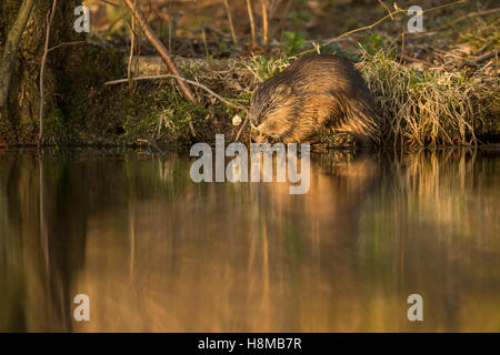 Rat musqué / Bisamratte ( Ondatra zibethicus ), espèce envahissante, assis sur une rive, mangeant de la verdure, lumière dorée du soir, faune, Europe. Banque D'Images