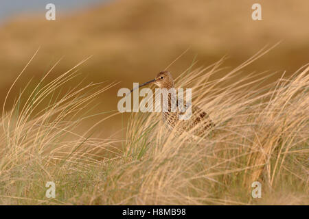 Coursier eurasien / Brachvogel ( Numenius arquata ) debout dans les dunes d'une île des wadden, belles couleurs, lumière chaude du soir, faune, Europe. Banque D'Images