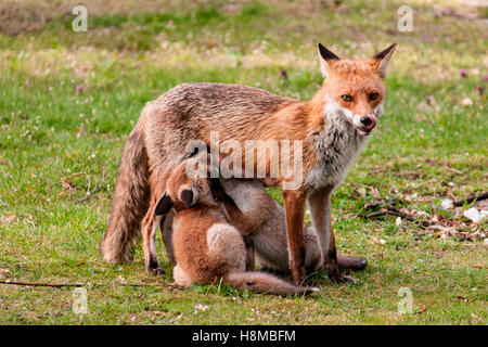 Le renard roux (Vulpes vulpes). Les kits de soins infirmiers mère sur une pelouse. Allemagne Banque D'Images