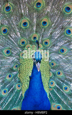 Affichage Peacock feathers close-up Banque D'Images