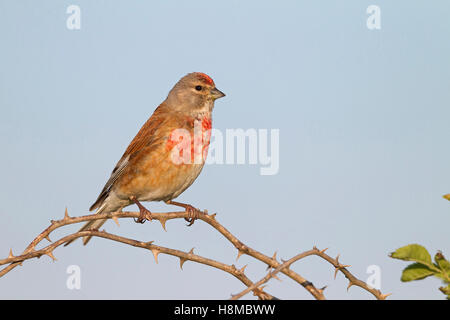 (Acanthis cannabina Linnet, Carduelis cannabina). Mâle adulte en plumage nuptial perché sur une branche épineuse. Allemagne Banque D'Images