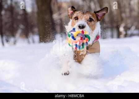 Avec chien jouet coloré jouant dans la neige profonde Banque D'Images