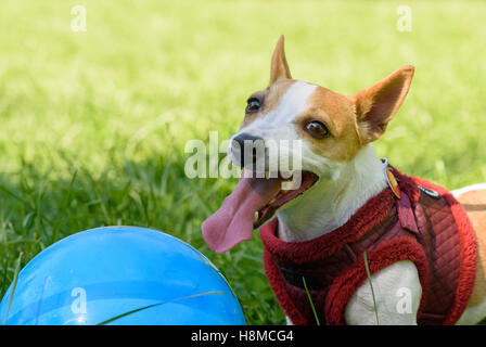 Portrait de chien heureux avec la bouche ouverte et langue maternelle au grand jour chaud Banque D'Images