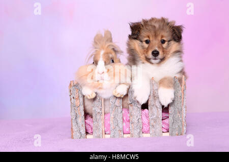 Shetland Sheepdog. Puppy (6 semaines) et un lapin de Lionhead à une clôture. Studio photo contre un fond rose Banque D'Images