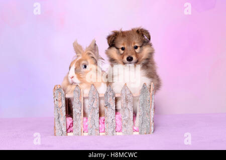 Shetland Sheepdog. Puppy (6 semaines) et un lapin de Lionhead à une clôture. Studio photo contre un fond rose Banque D'Images