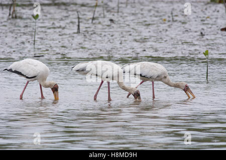 Trois Cigognes sauvages voie lactée - Mycteria cinerea - ensemble d'alimentation en eau peu profonde sur le bord d'une mangrove côtière en Indonésie Banque D'Images