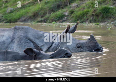 Le Rhinocéros indien (Rhinoceros unicornis). Les femmes et les jeunes dans l'eau. Le parc national de Kaziranga, Inde Banque D'Images