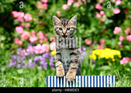 European Shorthair. Chaton (6 semaines) de couleur bleu-et-blanc rayé fort dans un jardin, meowing. Allemagne Banque D'Images