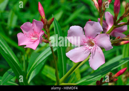 Nerium oleander, également connu sous le nom de laurier-rose indien (kaner), Pune Banque D'Images