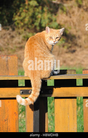 Chat domestique. Red tabby adultes (6 ans) assis sur une clôture en bois. Allemagne Banque D'Images