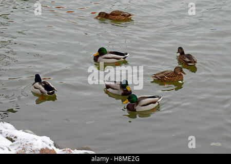 Les Canards colverts (Anas platyrhynchos) dans la rivière froide sur novembre. Banque D'Images