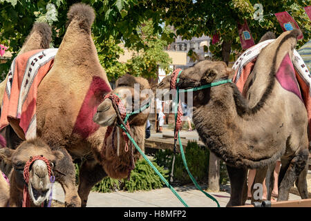 Des chameaux dans la semaine de la renaissance de la ville de Medina del Campo, Valladolid, Castille et Leon, Espagne, Europe, Banque D'Images