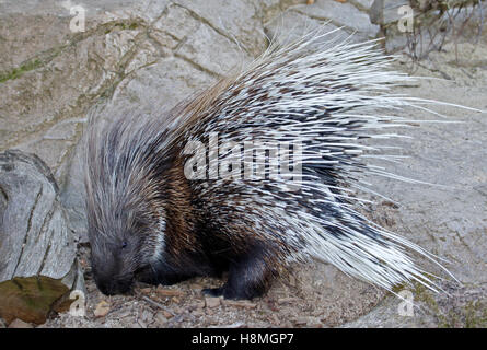 Porc-épic africain (hystrix cristata) Banque D'Images