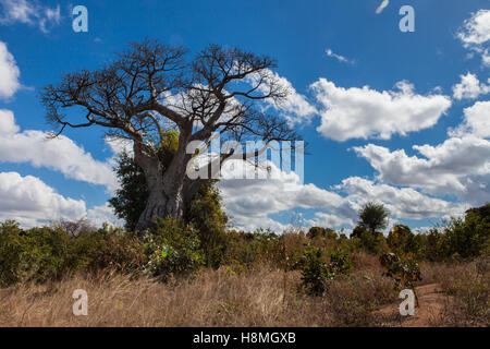 Baobab à Balaka, District sud du Malawi, sous un ciel bleu avec des nuages, pendant la sécheresse de 2016 provoquées par El Nino. Banque D'Images