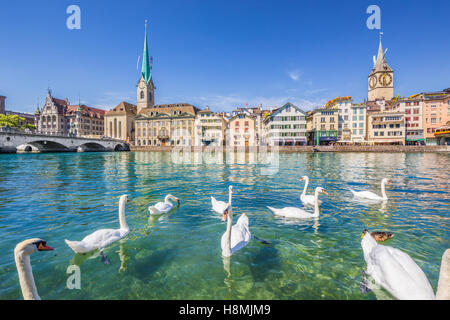 Centre historique de la ville de Zurich avec célèbre église Fraumunster et de cygnes sur la rivière Limmat, Canton de Zurich, Suisse Banque D'Images