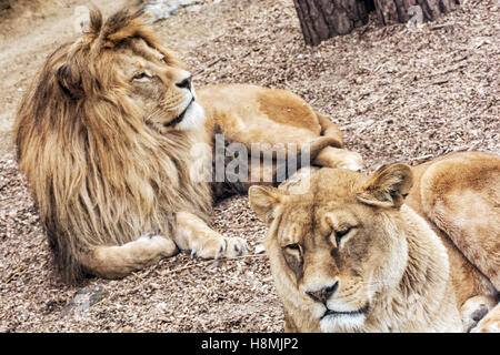 Couple de lions de barbarie - Panthera leo leo. L'homme et de la femme. Lion de l'Atlas. Les espèces animales en voie de disparition. Banque D'Images