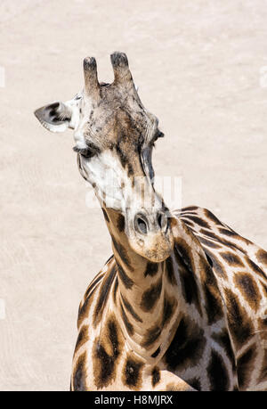 Portrait de Rothschild - girafe Giraffa camelopardalis rothschildi. Scène des animaux. La beauté dans la nature africaine. Banque D'Images