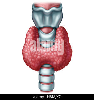 Glande thyroïde concept médical comme un organe humain avec la trachée et larynx comme symbole de la sécrétion d'hormones ou système d'endocrinologie avec 3D illustration d'éléments sur un fond blanc. Banque D'Images