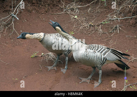 Les bernaches d'Hawaï ou Branta sandvicensis) Nene (en voie de disparition, Kilauea Point National Wildlife Refuge, Kauai, Hawaii, paire de cour Banque D'Images