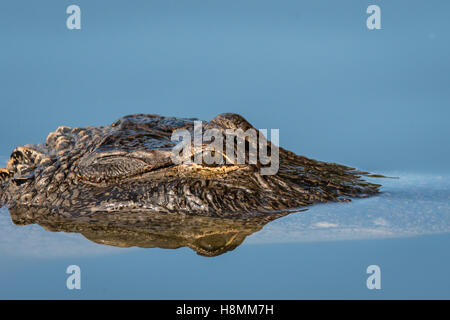 Close-up d'une tête de crocodile et des yeux Banque D'Images