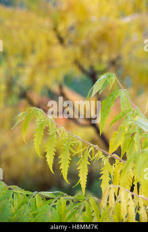 Rhus x pulvinata 'automne rouge lace' . 'Automne Sumac rouge dentelle' changement de couleur des feuilles en automne Banque D'Images