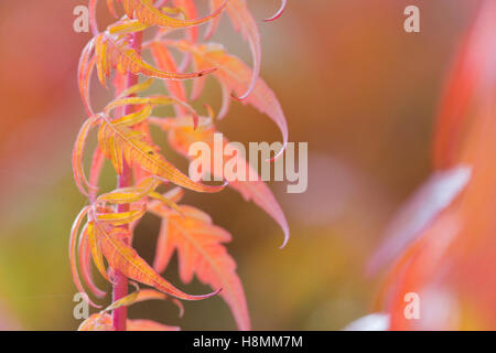 Rhus x pulvinata 'automne rouge lace' . 'Automne Sumac rouge dentelle' changement de couleur des feuilles en automne Banque D'Images