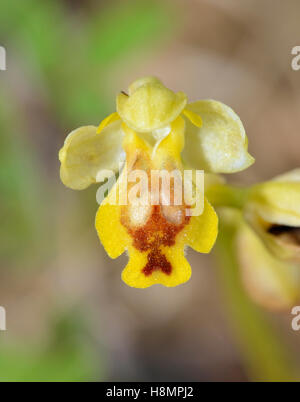 Ophrys lutea galilaea sous-espèce de l'orchidée abeille jaune en provenance de Chypre Banque D'Images