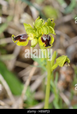 Ophrys lutea galilaea sous-espèce de l'orchidée abeille jaune en provenance de Chypre Banque D'Images