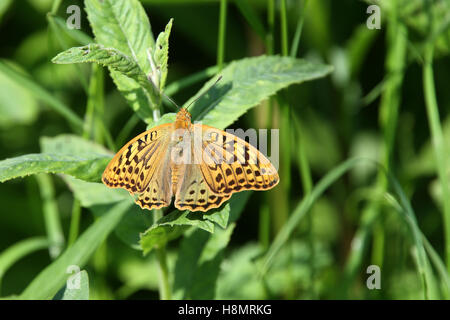 Silver-lavé fritillary (Argynnis paphia, papillon), Roumanie. Banque D'Images