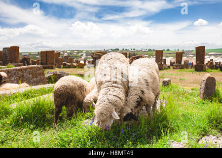 Moutons paissent dans Noratous Banque D'Images