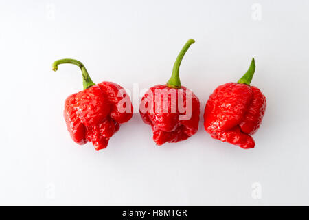 Trois Trindad Scorpion Moruga Chili Peppers, l'un des plus chauds des piments forts dans le monde Banque D'Images