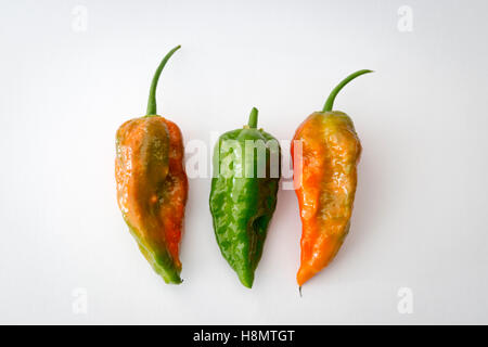 Trois rouges et verts Naga Jolokia Naga Norfolk ou piments sur un fond blanc Banque D'Images
