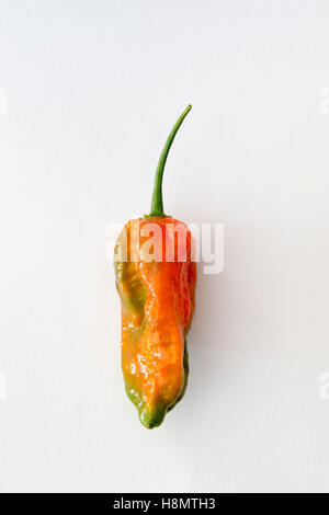 Rouge et vert Un Naga Jolokia Naga Norfolk ou piments sur un fond blanc Banque D'Images