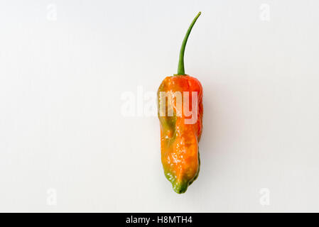 Rouge et vert Un Naga Jolokia Naga Norfolk ou piments sur un fond blanc Banque D'Images