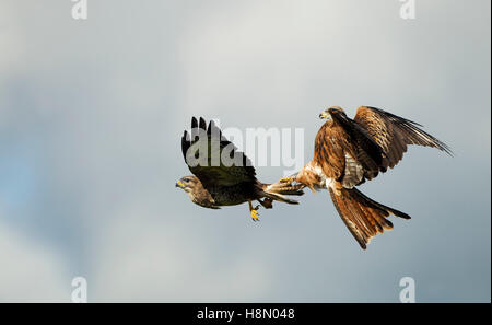 Red Kite attaquant un Buzzard en vol, Gigrin Farm, Rhayader, Powys, pays de Galles, ROYAUME-UNI. Banque D'Images