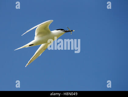 Sandwich sterne en vol avec l'anguille de sable tenu dans son projet de loi, Farne Islands, Northumberland, Angleterre, Royaume-Uni. Banque D'Images