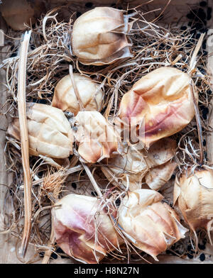 Une boîte de graines de nigelle tenu de recueillir les graines pour les semis. Banque D'Images