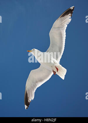 Un dessous Vue d'un Goéland argenté (Larus argentatus) ou Seagull gliding avec les extensions sont complètement étendu avec un fond de ciel bleu Banque D'Images