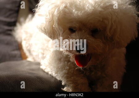 Enzo le chien au soleil sur le canapé Banque D'Images