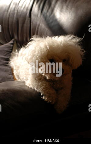 Enzo le chien au soleil sur le canapé Banque D'Images