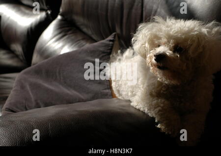 Enzo le chien au soleil sur le canapé Banque D'Images