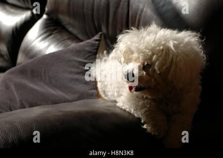 Enzo le chien au soleil sur le canapé Banque D'Images