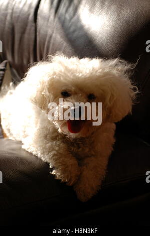 Enzo le chien au soleil sur le canapé Banque D'Images