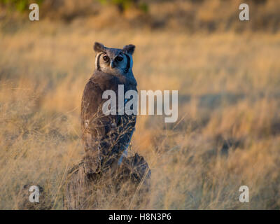 Giant Eagle owl en après-midi, lumière douce, NP Moremi Botswana. Banque D'Images