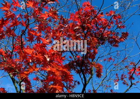 Acer arbres durant l'automne, Bute Park, Cardiff, Pays de Galles. Banque D'Images