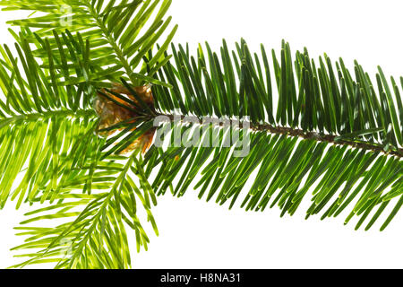 Douglasfichte, douglasie, Douglas-Fichte, Douglastanne, Pseudotsuga menziesii, le sapin de Douglas, le sapin de Douglas, pin d'Orégon, broche d'Oreg Banque D'Images